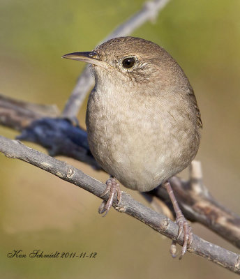 House Wren