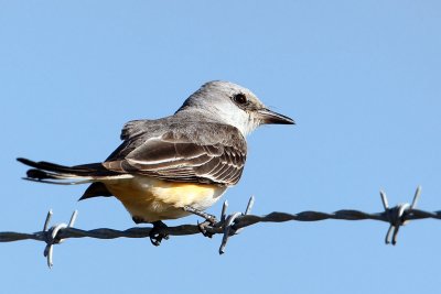 Kingbird, Western