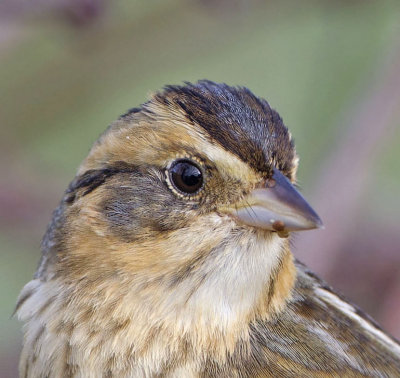Saltmarsh-sharp-tailed Sparrow