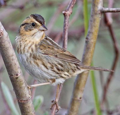 Saltmarsh  Sparrow