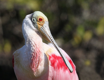 Roseate Spoonbill