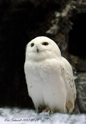  Snowy Owl