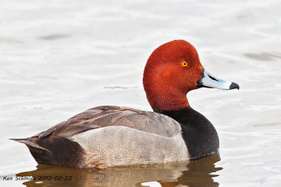  Redhead