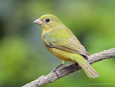 Painted Bunting, female