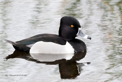  Ring-necked Duck
