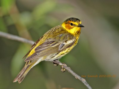 Cape May Warble