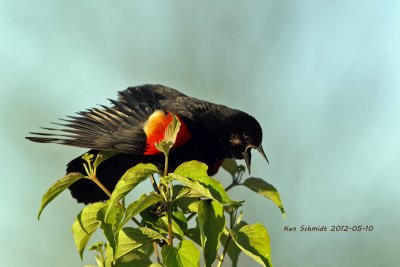  Red-winged Blackbird