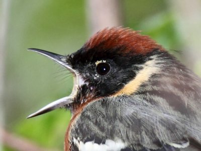  Bay-breasted Warbler