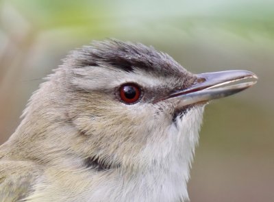  Red-eyed Vireo.