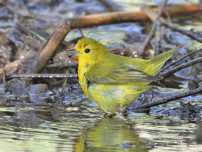  Yellow Warbler taking a bath.