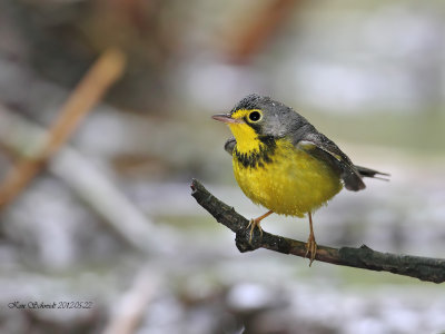  male Canada Warbler