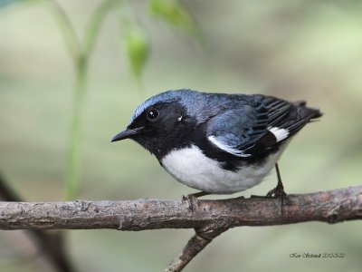 .Black-throated Blue Warbler