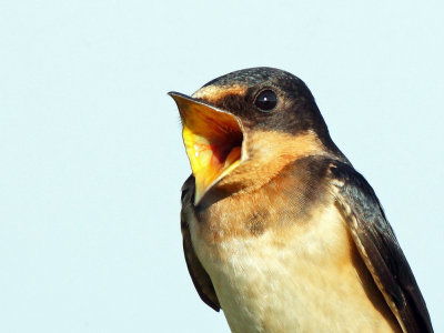 Barn Swallow, what a smile