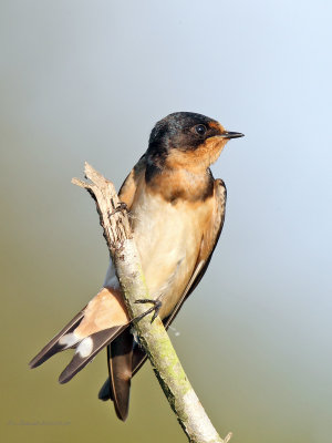 Barn Swallow