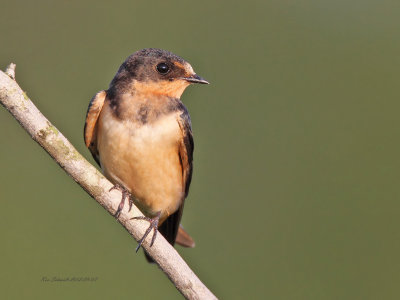 Barn Swallow