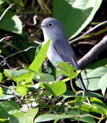 Gnatcatcher, Blue-gray