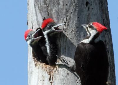 Woodpecker,  Pileated and girls