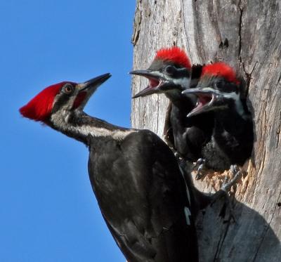 Woodpecker, Pileated and girls