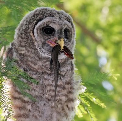 Baby Barred Owl with lunch. 05-07-2006