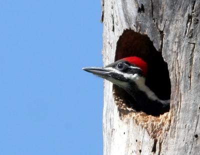 Female Pileated Woodpecker chick