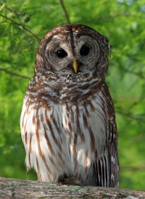 Barred Owl,05-08-2006 Mead Gardens