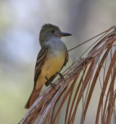  Flycatcher,Great Crested
