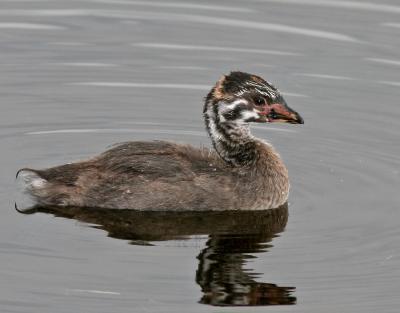 Baby Pied-billed Grebe,05-24-2006