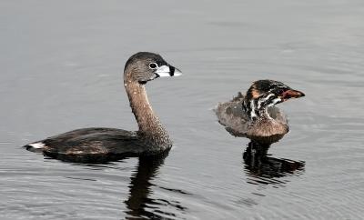  Grebe,Momma &baby Pied-billed
