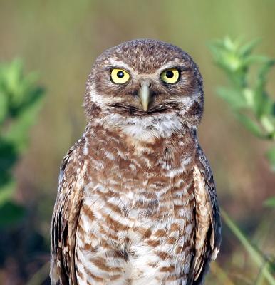 Burrowing Owl, adult. 05-28-2006