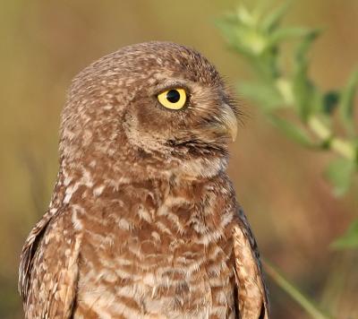 Burrowing Owl,head image, 05-28-2006