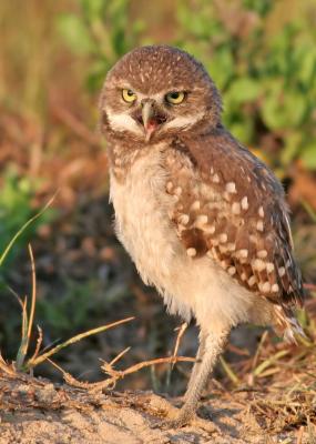 Burrowing Owl, baby, 05-28-2005