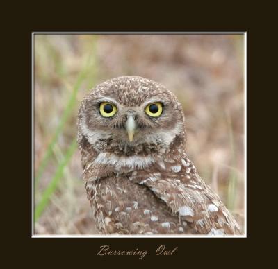 Burrowing Owl,    05-29-2006