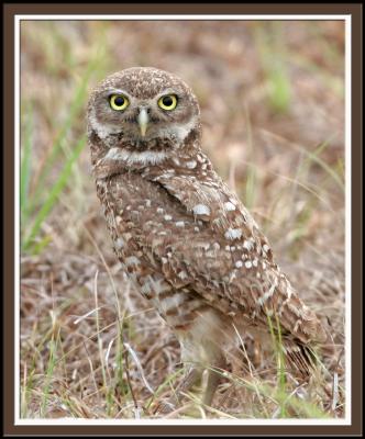  Owl, Burrowing,   close-up