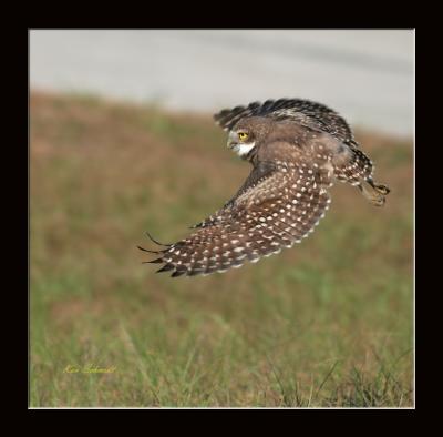 Burrowing Owl in flight, 05-28-2006