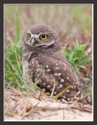 Baby fur, Burrowing Owl,  05-29-2006