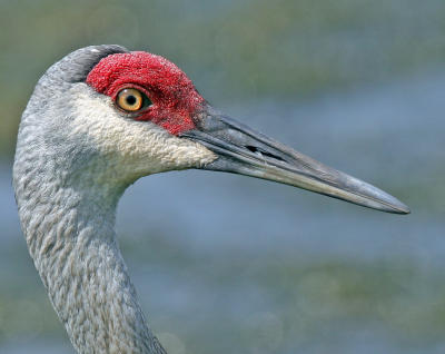 Sandhill Crane,  Viera Wetland,FL.  06-04-206
