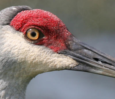 red head 100crop.jpg