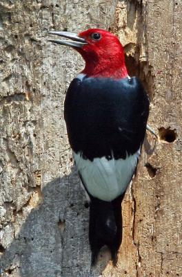  Woodpecker, Red-headed