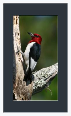 Red-headed Woodpecker