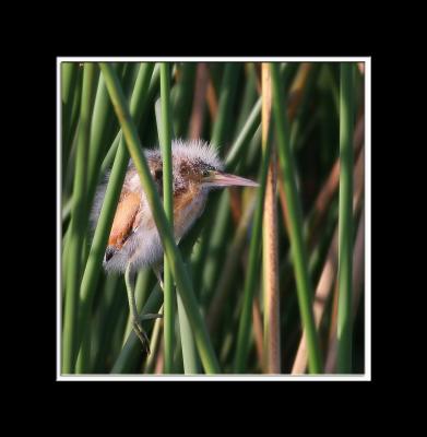 Least Bittern chick 06-21-2006 Viera wetlands