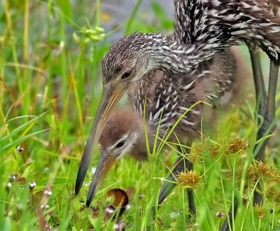 Momma and baby Limpkin, 05-24-2006