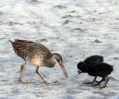 Clapper Rail and two chicks