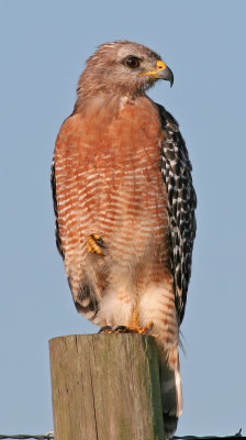 Red-shouldered Hawk, 08-09-2006