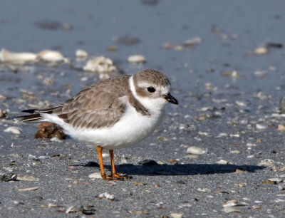   Plover, Piping