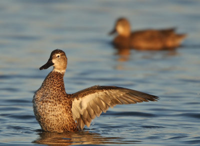 Unknown Duck, notice the white eye ring and white ring around the neck? It was hanging out with Blue-winged Teals and Coots.