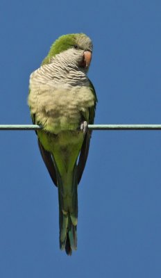  Parakeet , Monk