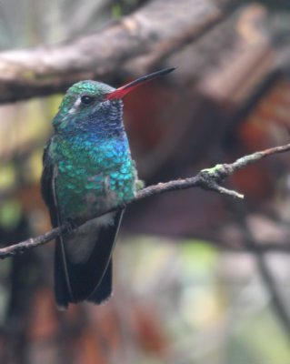  Hummingbird, Broad-billed