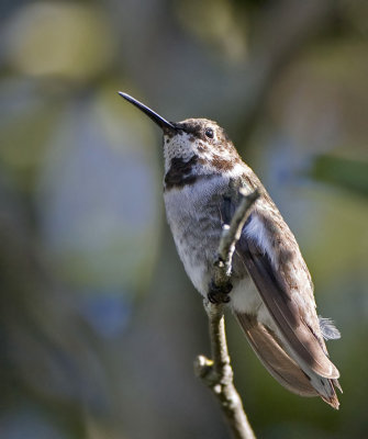 Hummingbird, Black-chinned