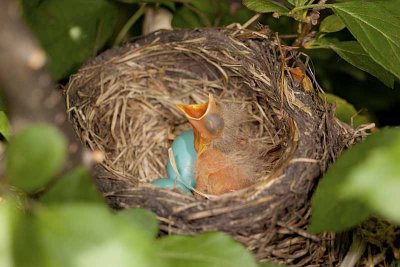 Newly Hatched Robin Chick