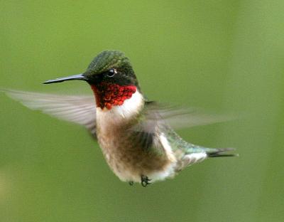 Ruby-Throated Hummingbird (Male)